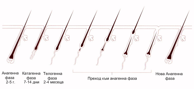 Жизнен цикъл на косъм